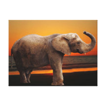 African elephant at sunset gallery wrap canvas