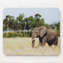 African elephant bull mousepad