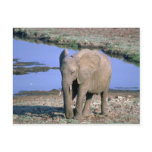 African Elephant by water Post Cards