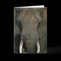 African Elephant cards