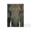 African Elephant cards by mikeker African Elephant cards