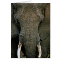 African Elephant Card