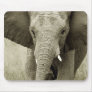 African elephant charge, wildlife safari mousepads