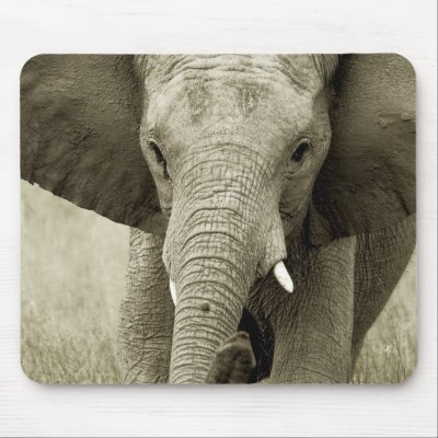 African elephant charge, wildlife safari mousepads by Rowood