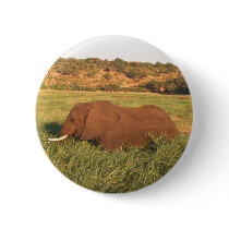 African elephant, Chobe buttons