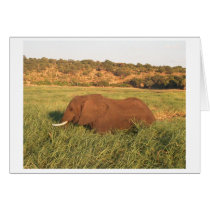 African Elephant, Chobe cards