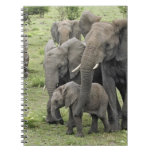 African Elephant herd, Loxodonta africana, 2 Spiral Notebooks