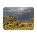 African Elephant herd, Loxodonta africana, Magnet