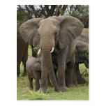 African Elephant herd, Loxodonta africana, Postcard