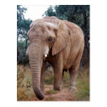 African elephant in the bush postcard
