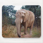 African elephant in the bush usepads