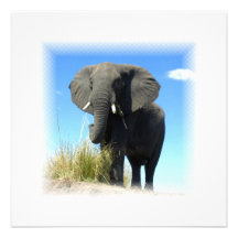 African Elephant Invitation
