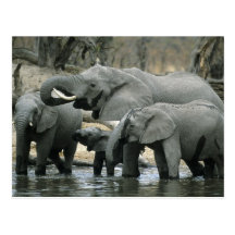 African Elephant, (Loxodonta africana), drinking Post Cards