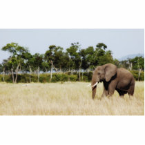 African Elephant, Masai Mara Kenya Photo Sculpture photo sculptures by Rowood African Elephant, Masai Mara Kenya Photo Sculpture photo sculptures