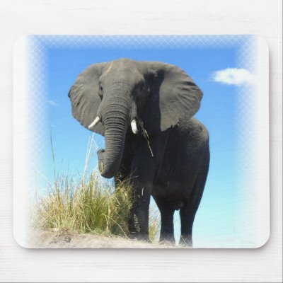 African Elephant Mouse Pad by WildlifeAnimals