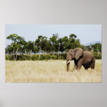 African Elephant - portfolio size Poster