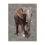 African elephant post card