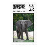 African Elephant Postage Stamp