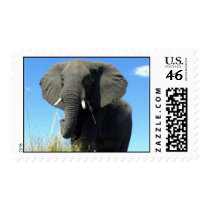 African Elephant Postage Stamp