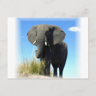 African Elephant Postcard