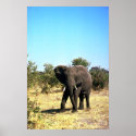 African Elephant posters