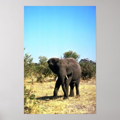 African Elephant Poster by lolanimals