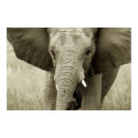 African Elephant poster, print, picture