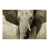 African Elephant poster, print, picture by Rowood African Elephant poster, print, picture