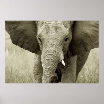 african elephant location