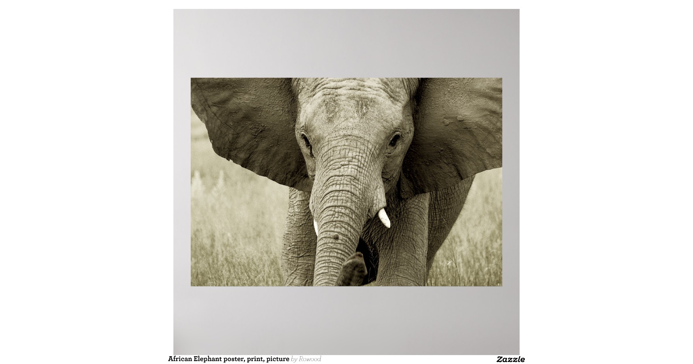 African Elephant poster, print, picture | Zazzle