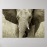 African Elephant poster, print, picture