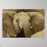 African Elephant poster, print, picture, image