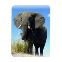 African Elephant Premium Magnet