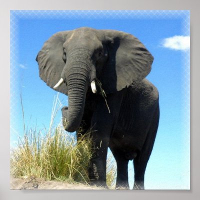 African Elephant Print print