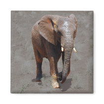 African elephant refrigerator magnet
