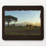 African Elephant Series