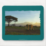 African Elephant Series