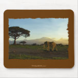 African Elephant Series