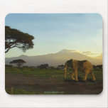 African Elephant Series