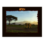 African Elephant Series Post Cards