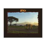 African Elephant Series Post Cards
