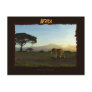 African Elephant Series Post Cards