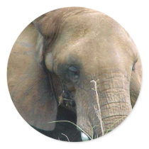 African Elephant stickers by Abintra African Elephant stickers