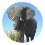 African Elephant Sticker