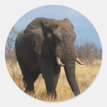 African Elephant Sticker