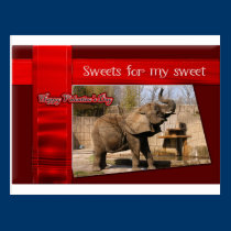 African Elephant Valentine Postcard postcards