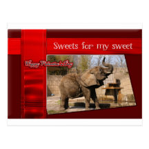 African Elephant Valentine Postcard