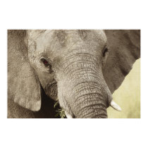 African elephant wildlife posters, images, prints