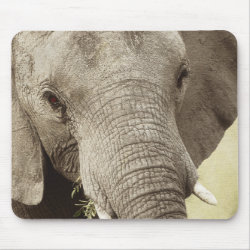 African elephant wildlife safari mousepads mousepad