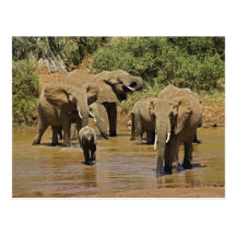 African Elephants, Loxodonta Africana, Samburu Post Card